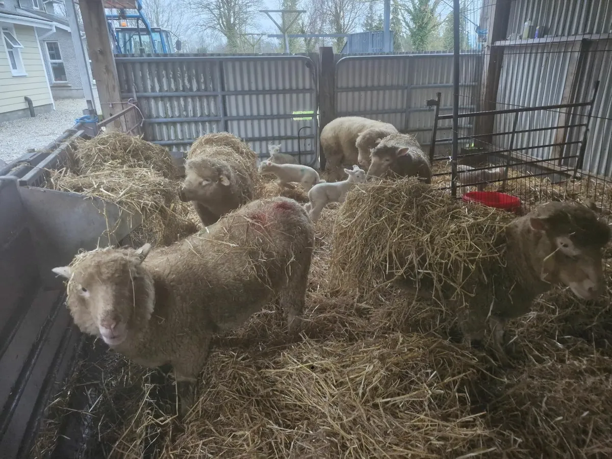 Sheep purebred Dorset - Image 3