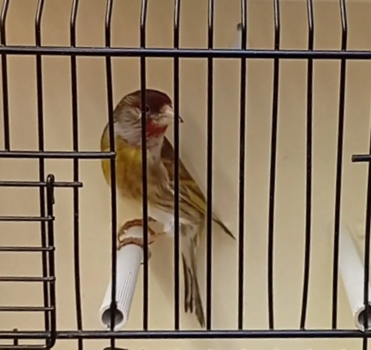 Mules and razas - Image 1