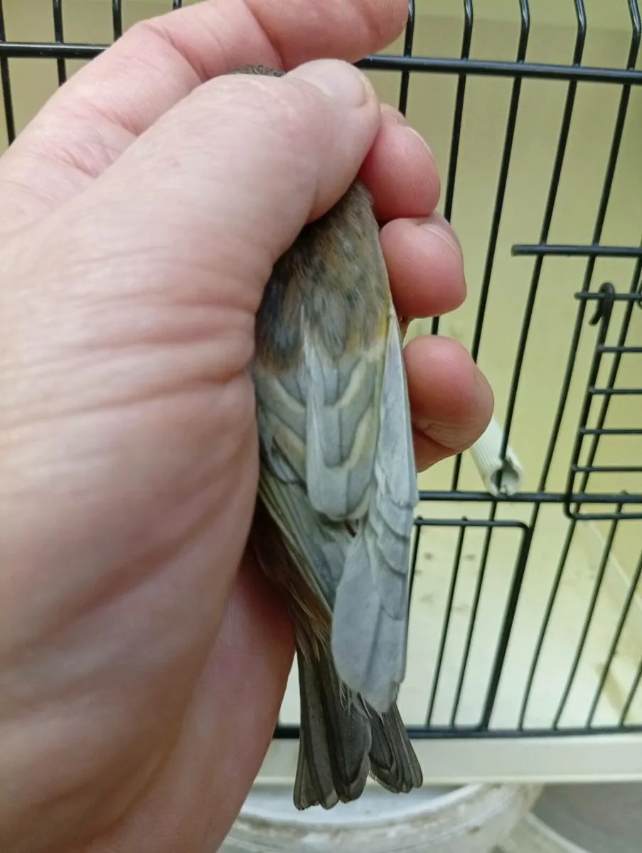 Mules and razas - Image 2