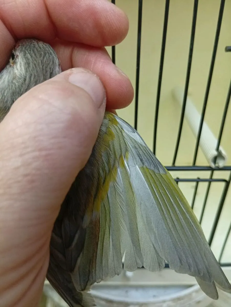 Mules and razas - Image 3