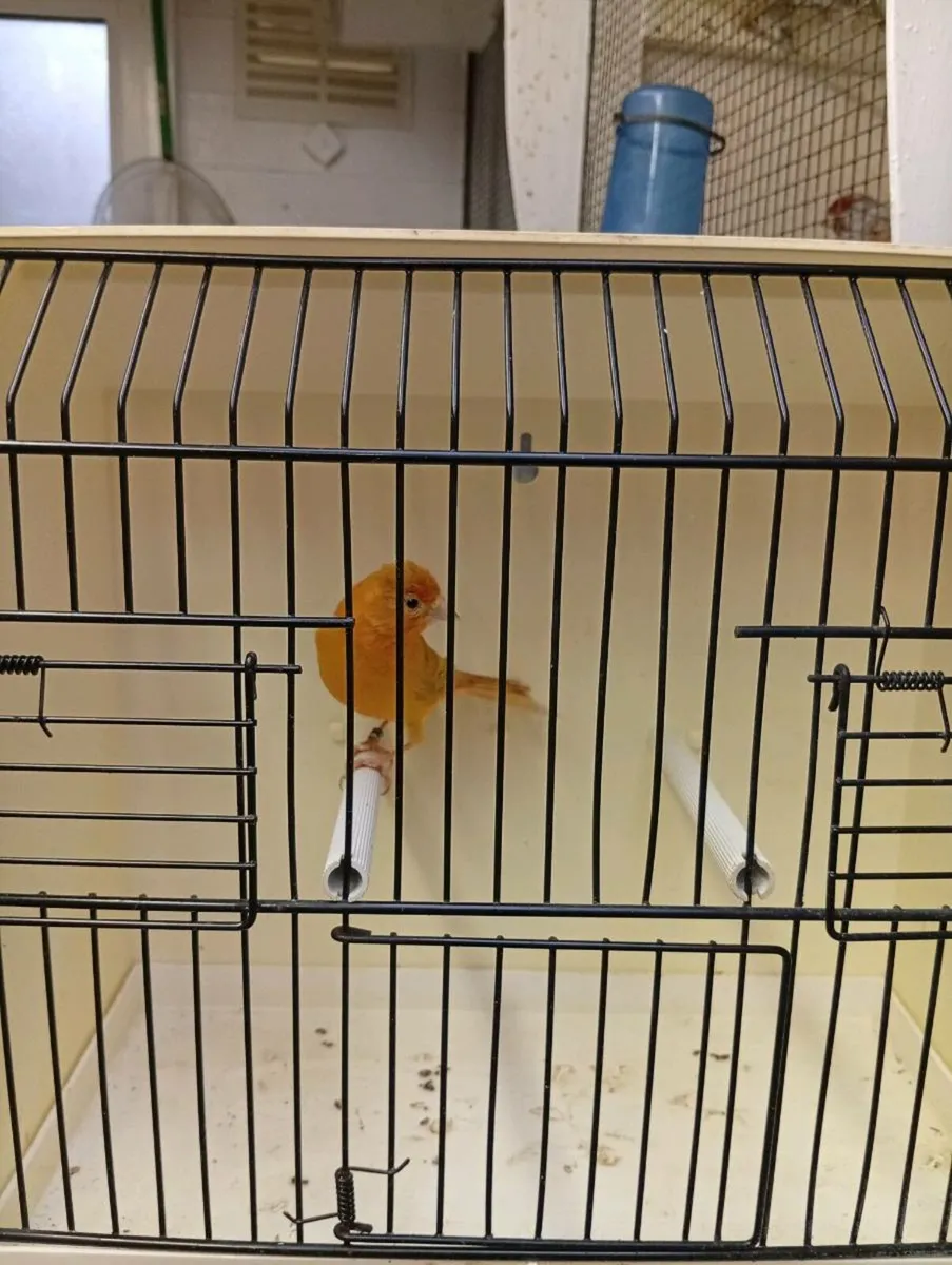 Mules and razas - Image 4