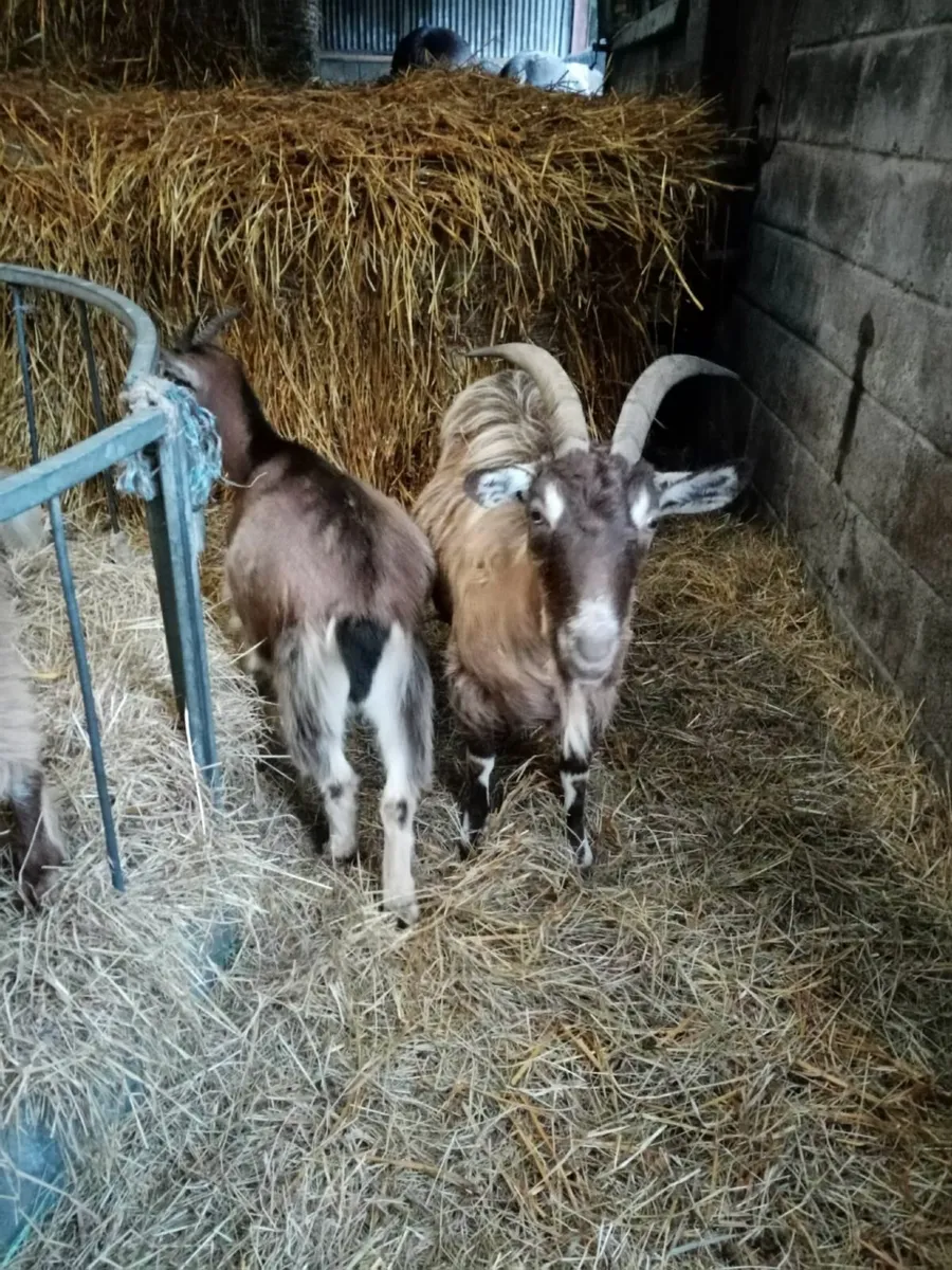 Goats - Image 2