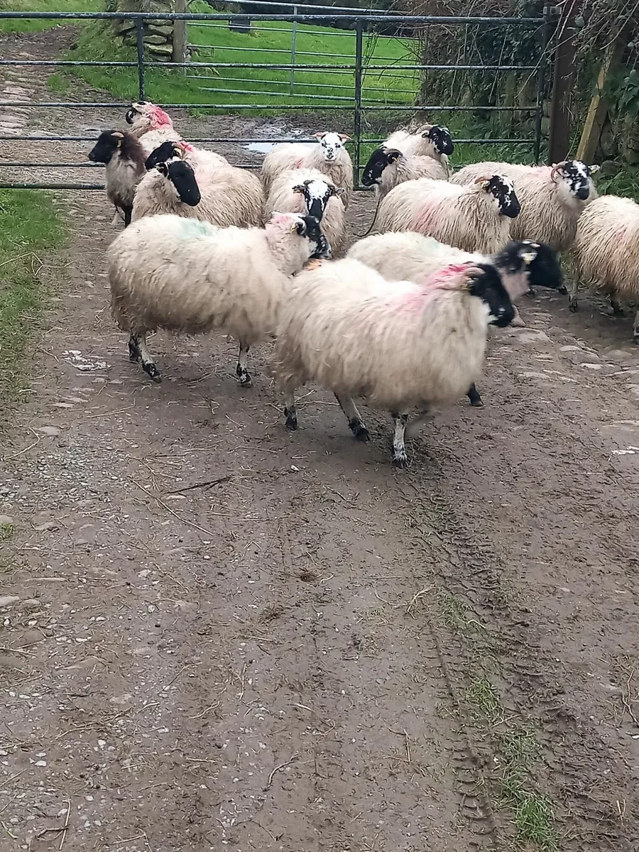 Ewe lambs - Image 2