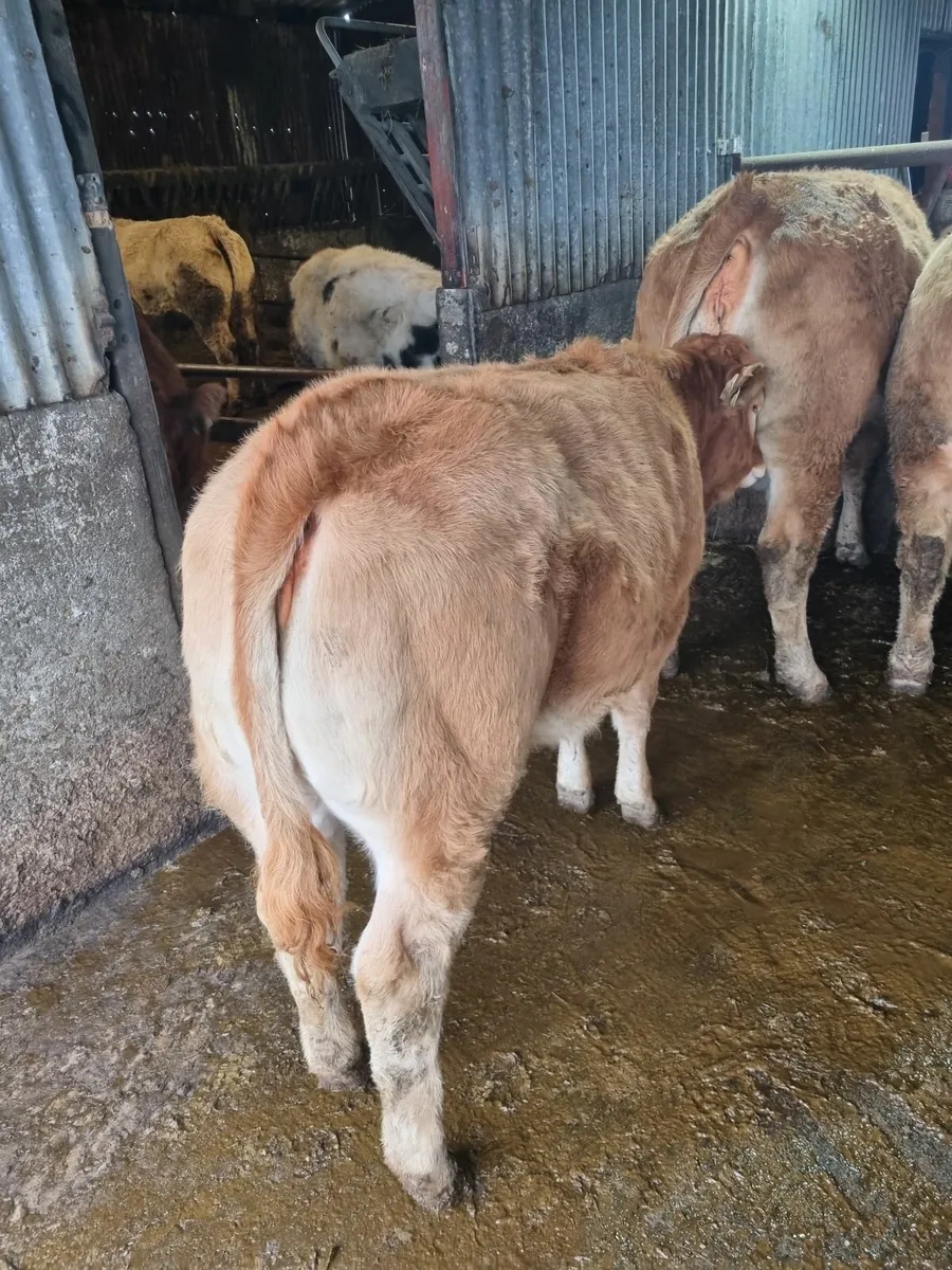 Limousine  heifer - Image 1