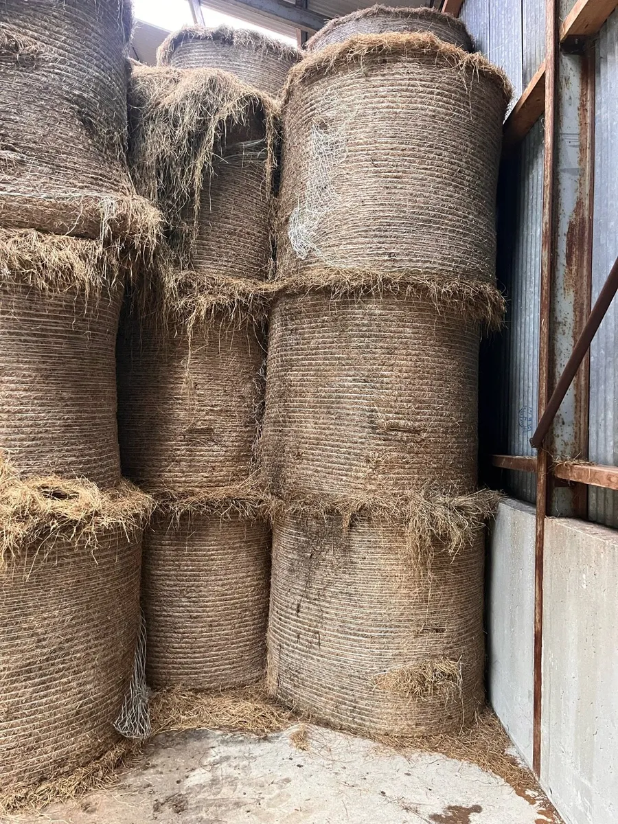 Hay - Image 2
