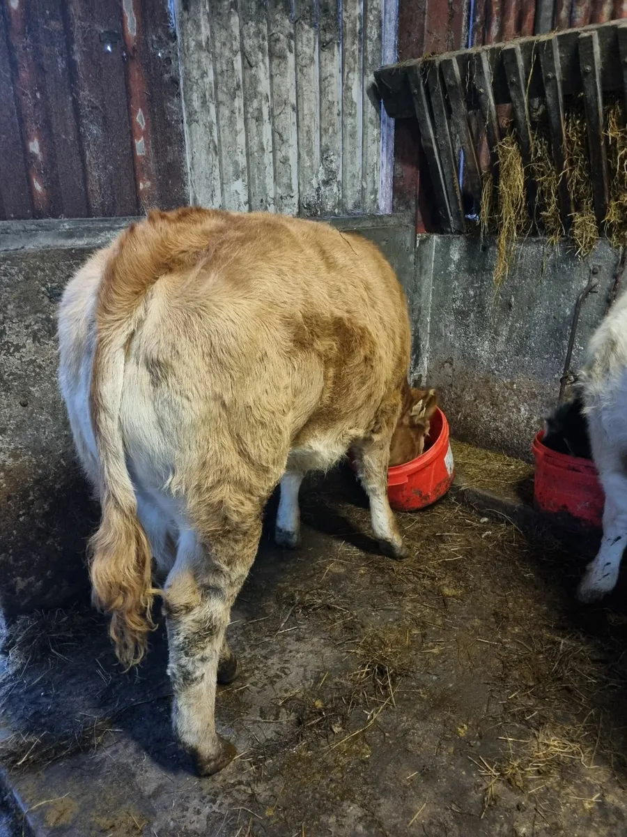 Limousine  heifer - Image 3