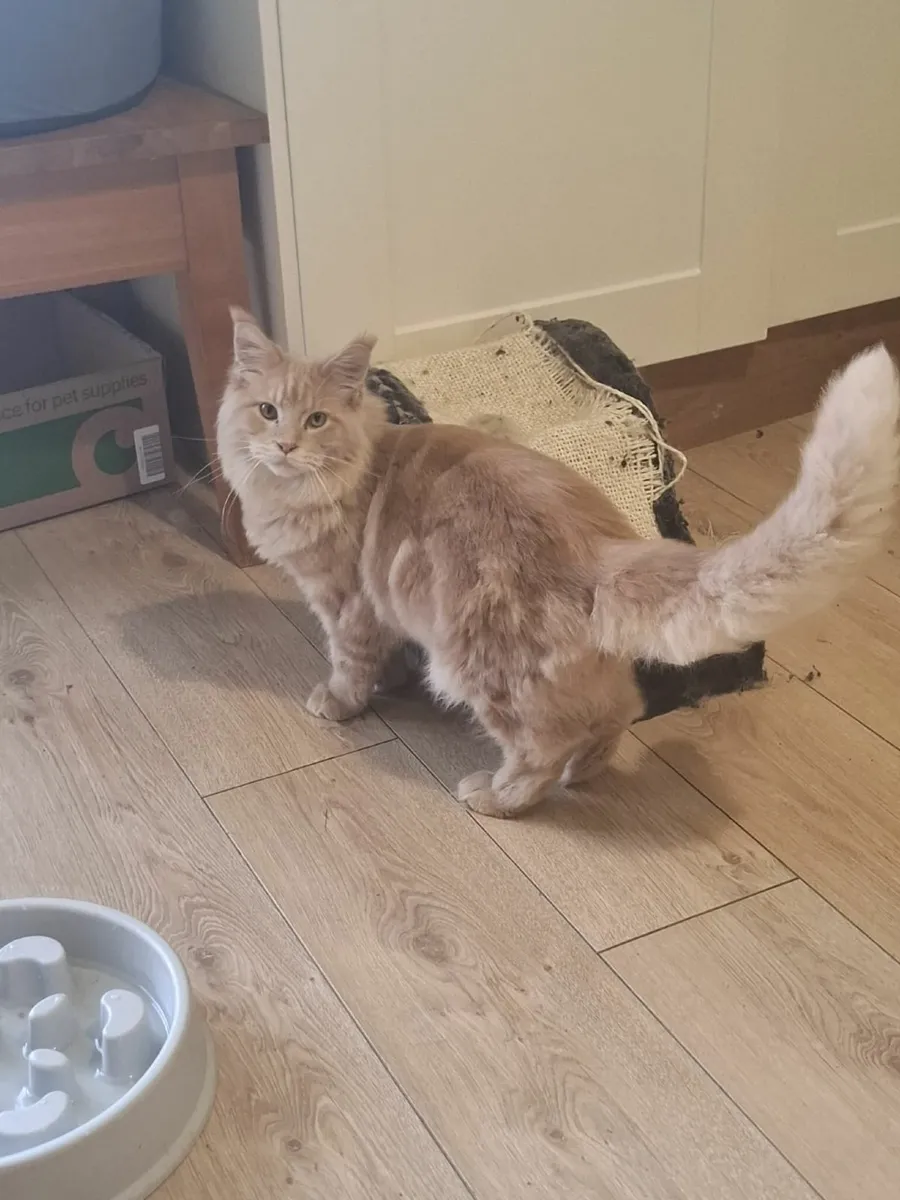 Maine Coon kitten - Image 3