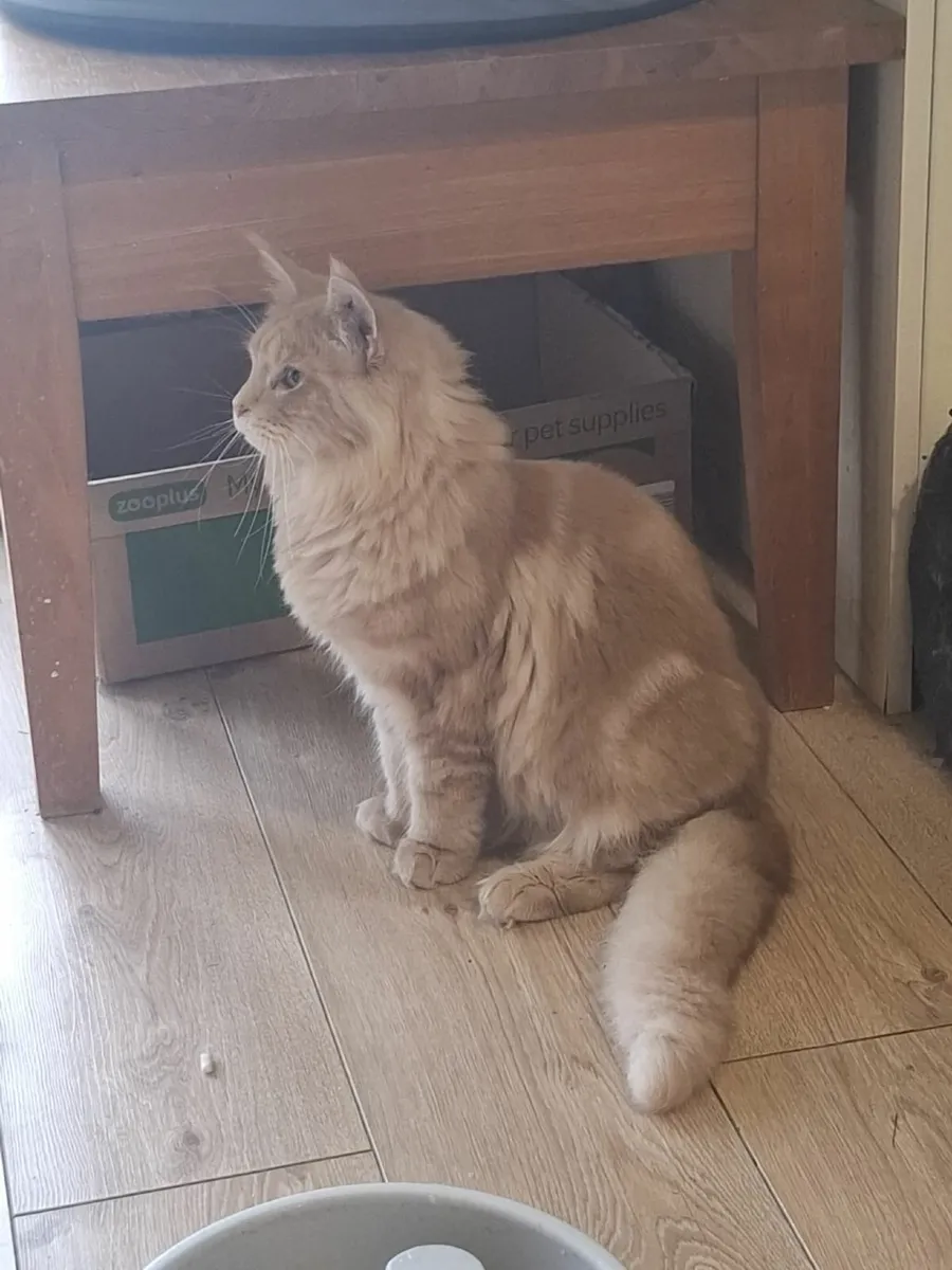 Maine Coon kitten - Image 4