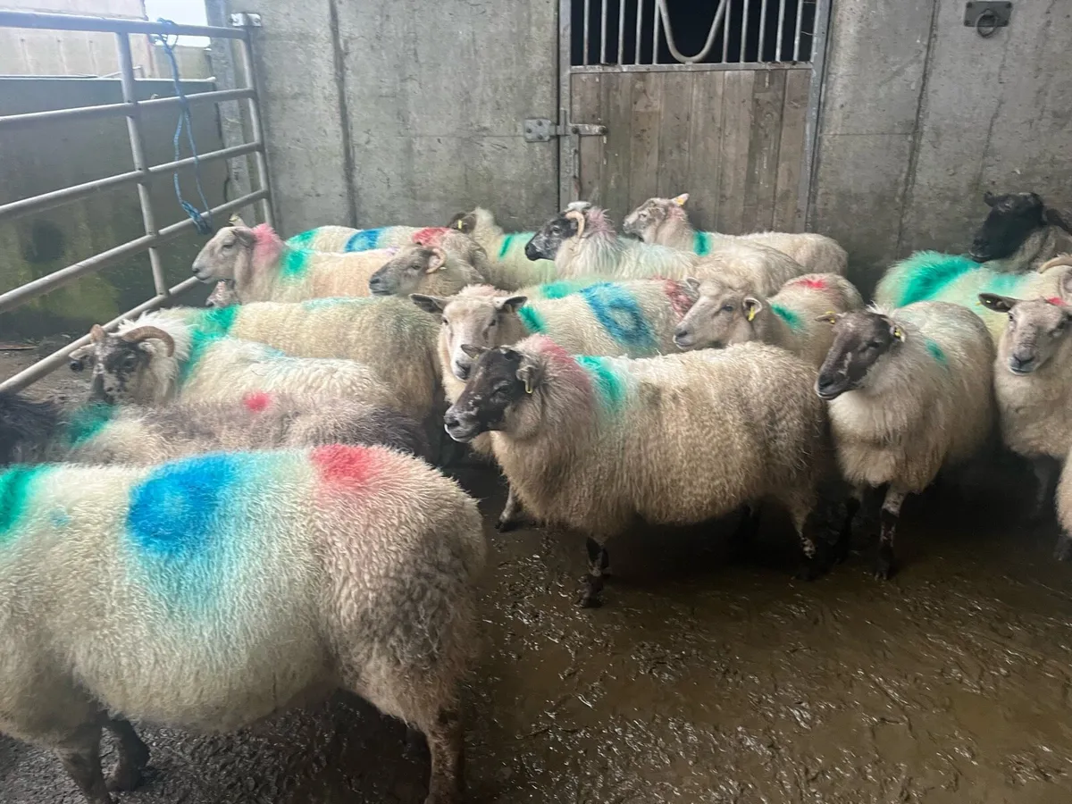 20 inlamb ewes - Image 2