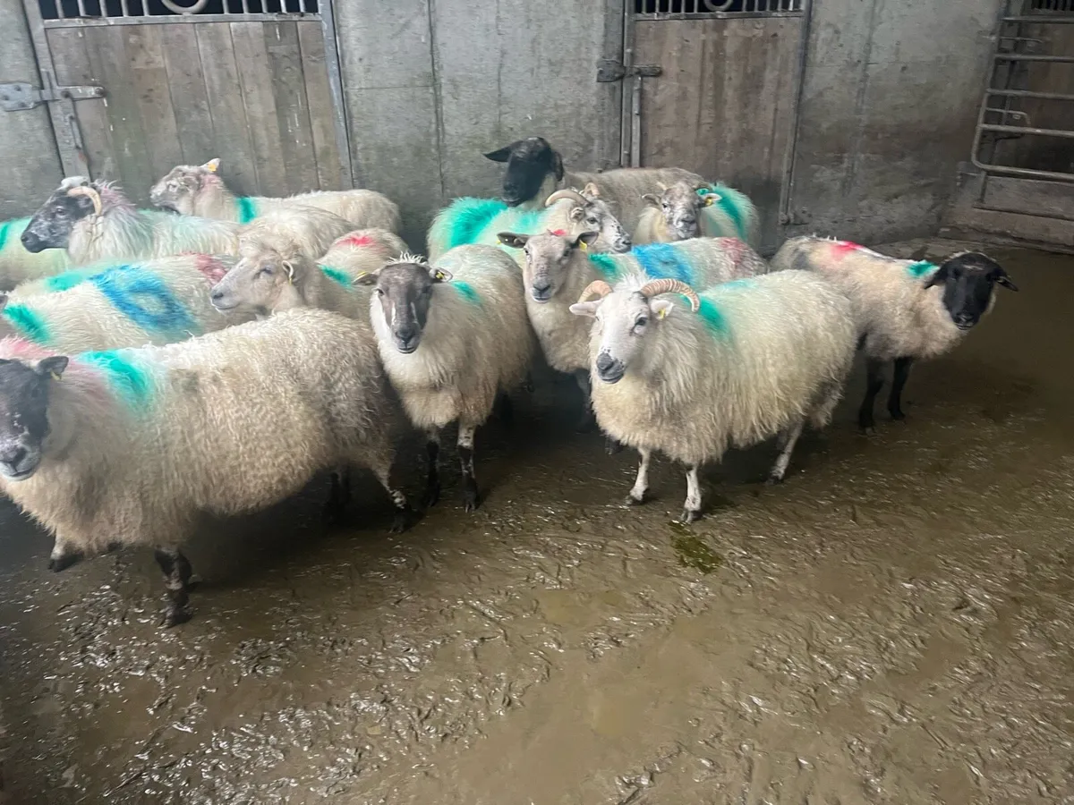 20 inlamb ewes - Image 3