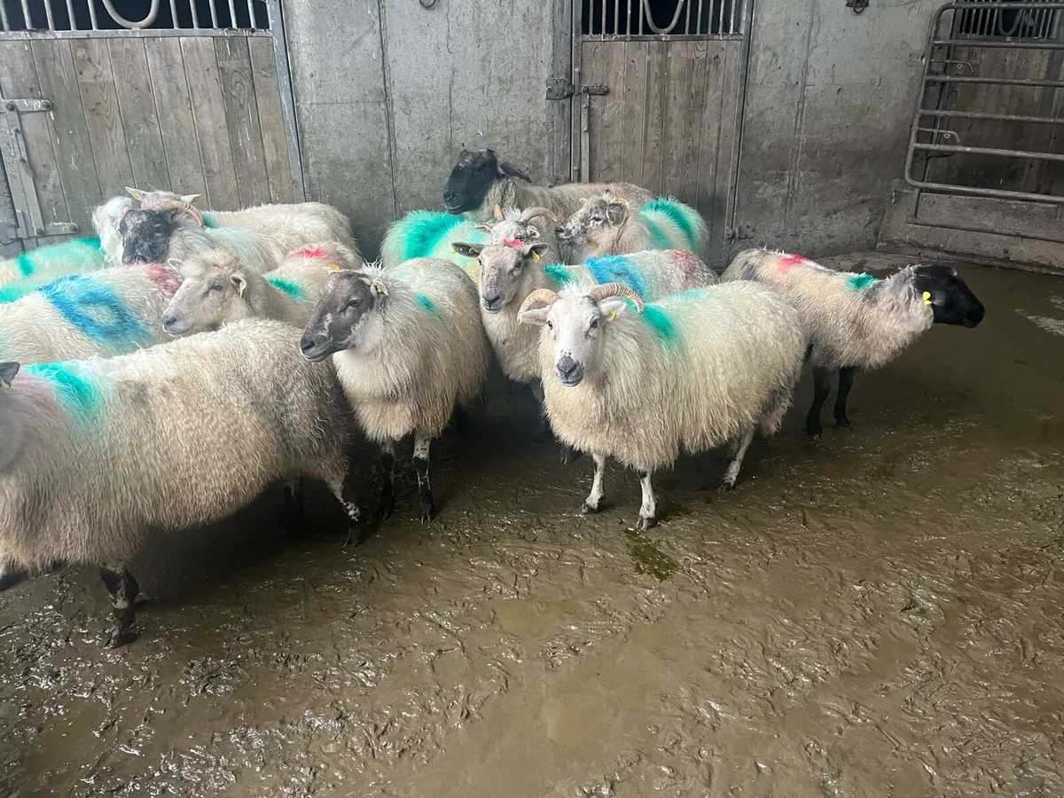 20 inlamb ewes - Image 4