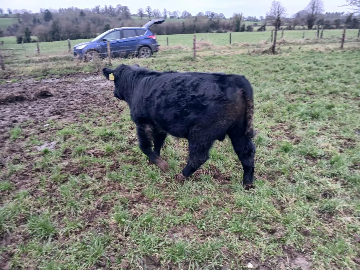 Angus Bull - Image 1