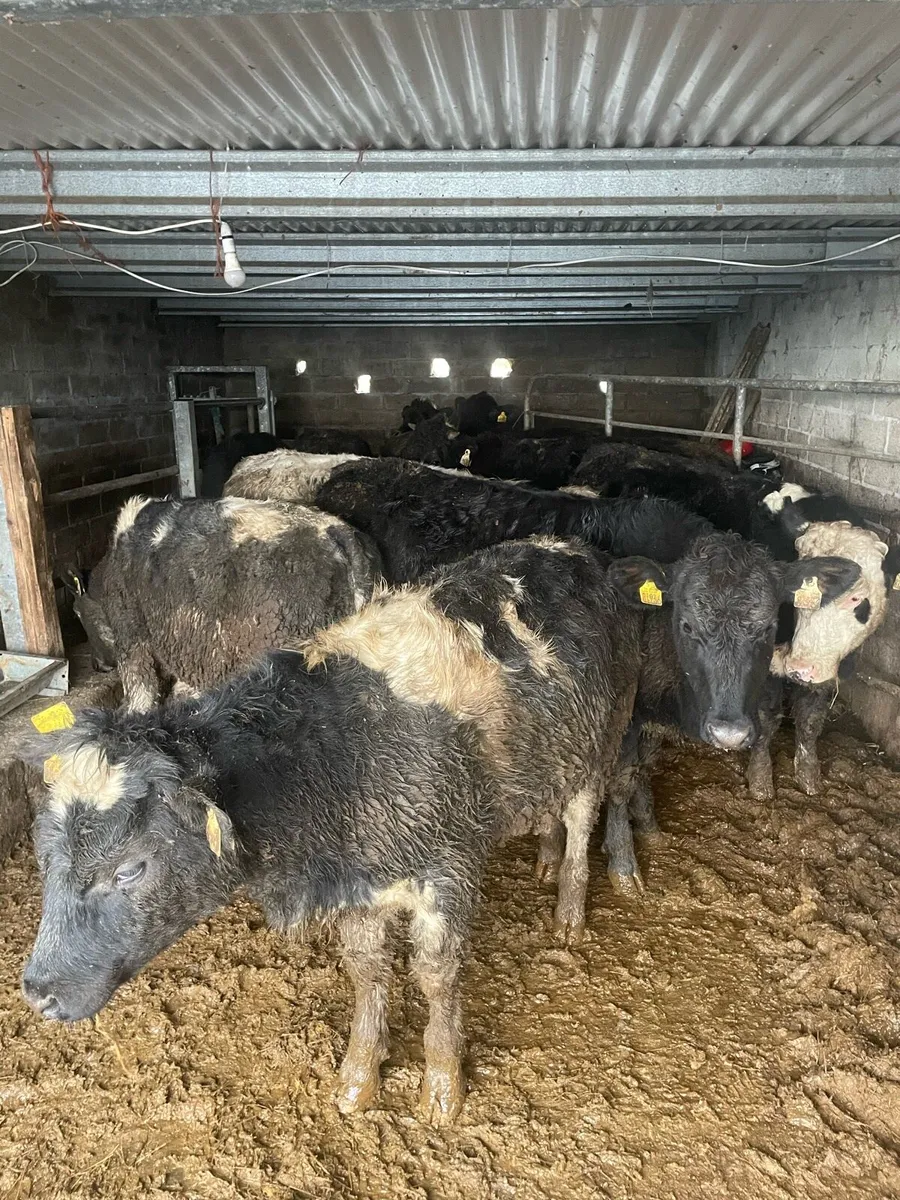 10 Heifer weanlings - Image 1