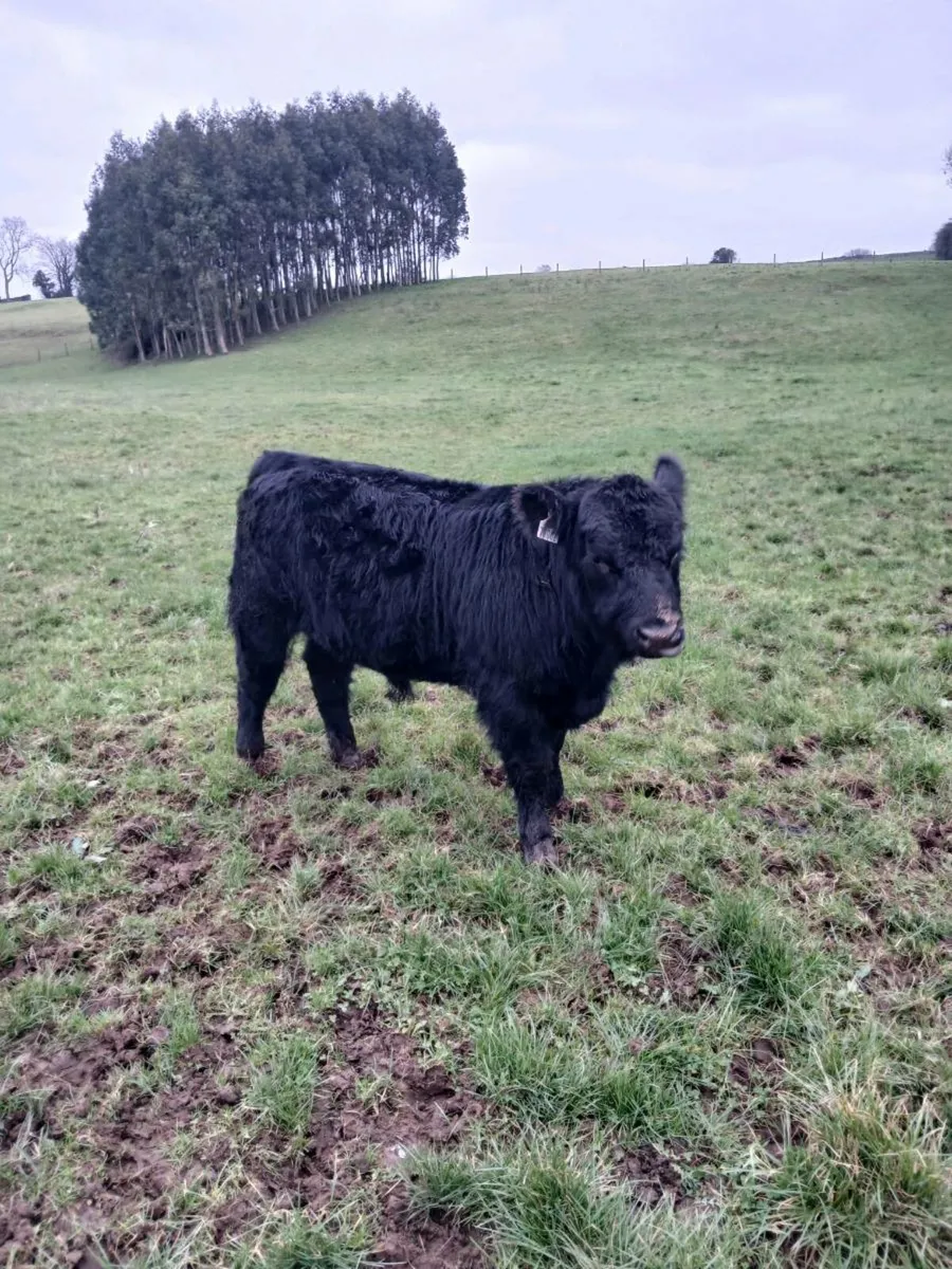 Angus Bull - Image 2