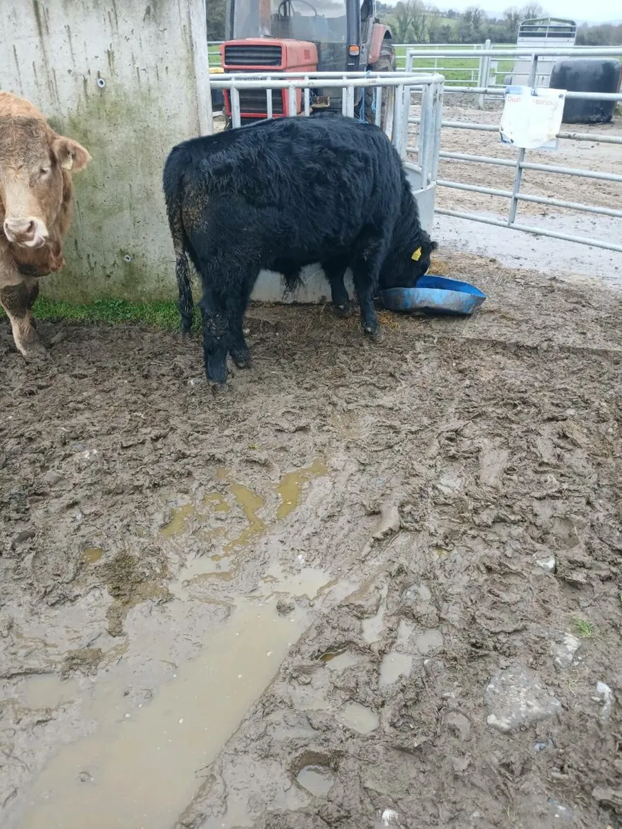 Angus Bull - Image 3