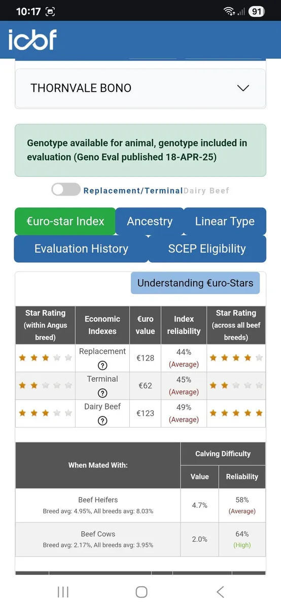 Angus Bull - Image 4