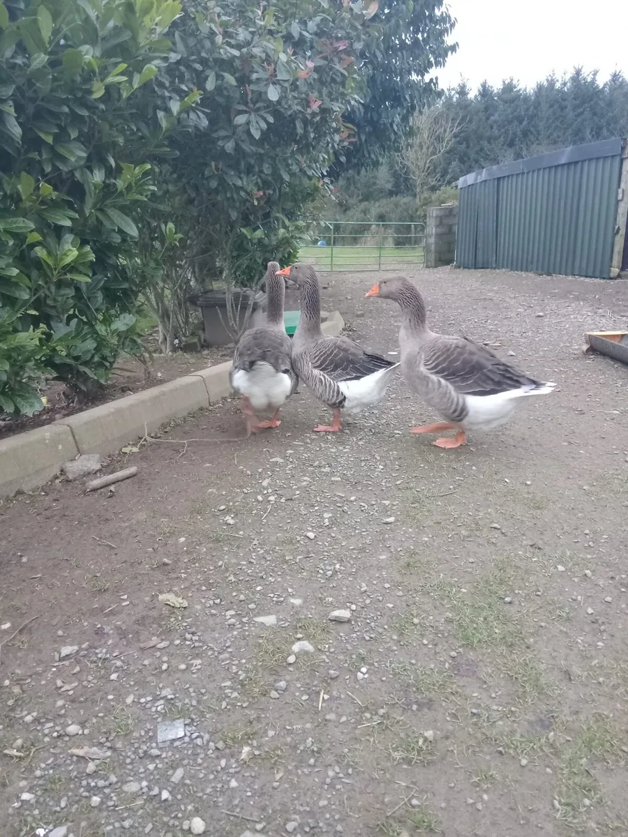 Trio of Toulouse - Image 2