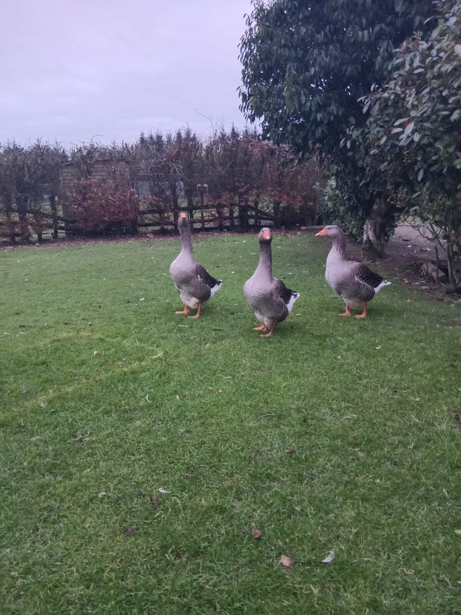 Trio of Toulouse - Image 1