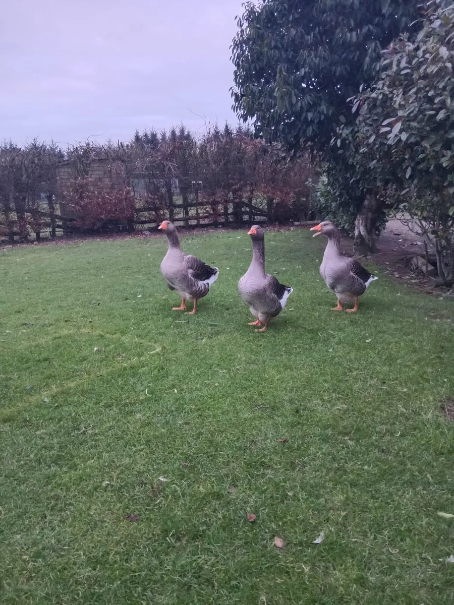 Trio of Toulouse - Image 3