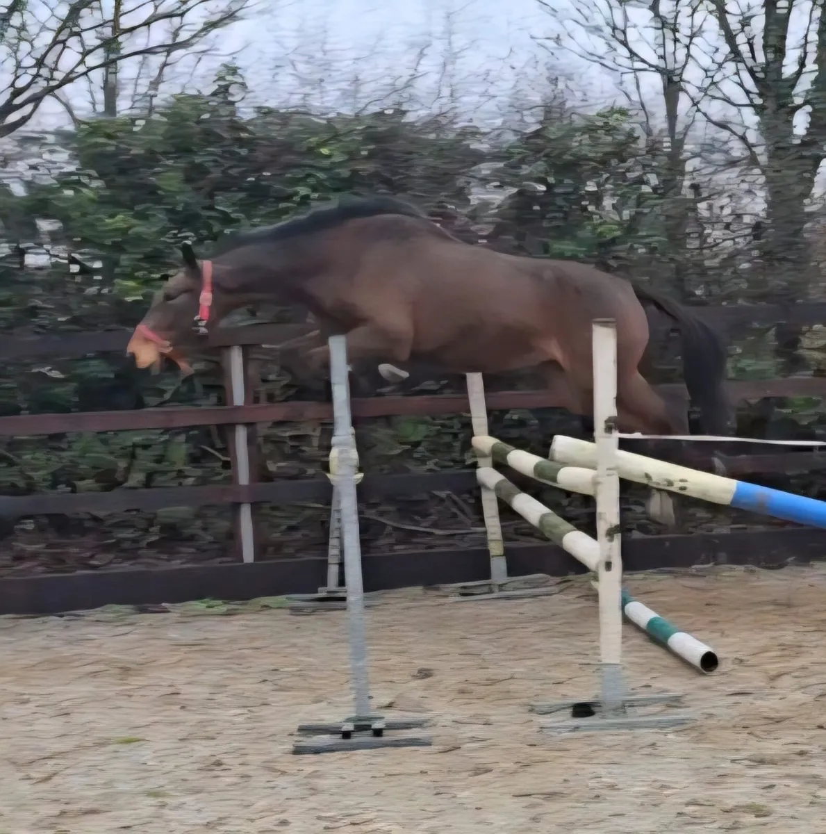 4yo Bay Gelding - Image 2