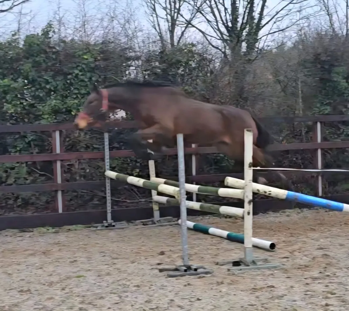 4yo Bay Gelding - Image 3