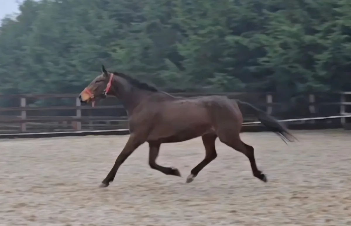 4yo Bay Gelding - Image 4