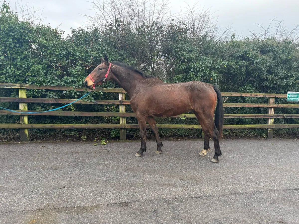 4yo Bay Gelding - Image 1