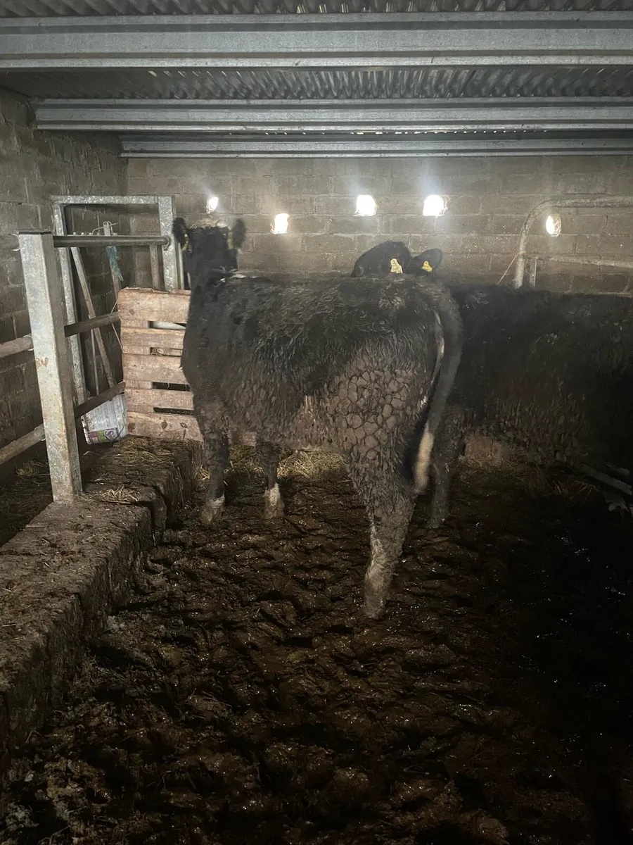 10 Heifer weanlings - Image 2