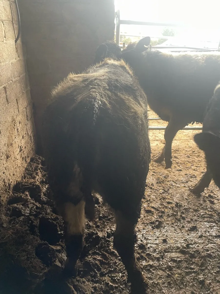 10 Heifer weanlings - Image 3