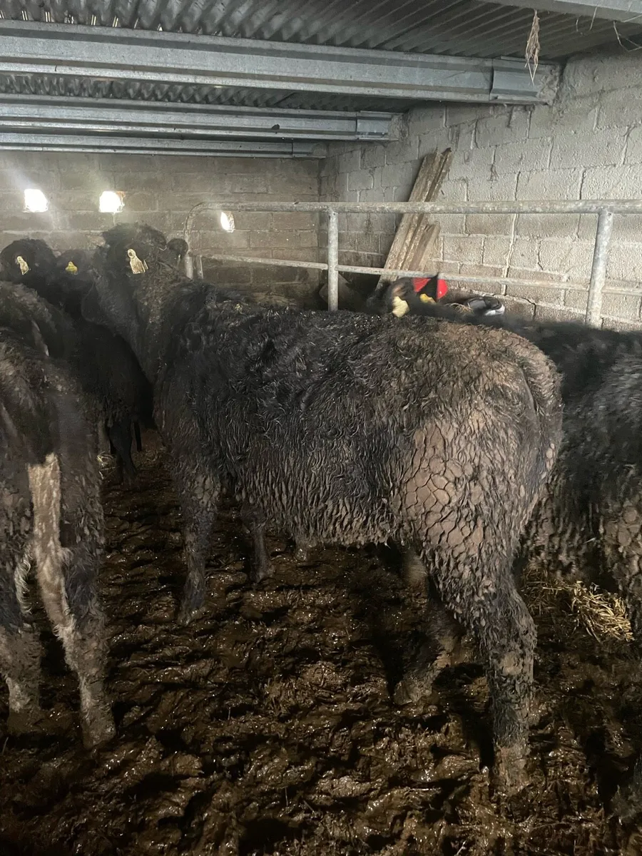 10 Heifer weanlings - Image 4