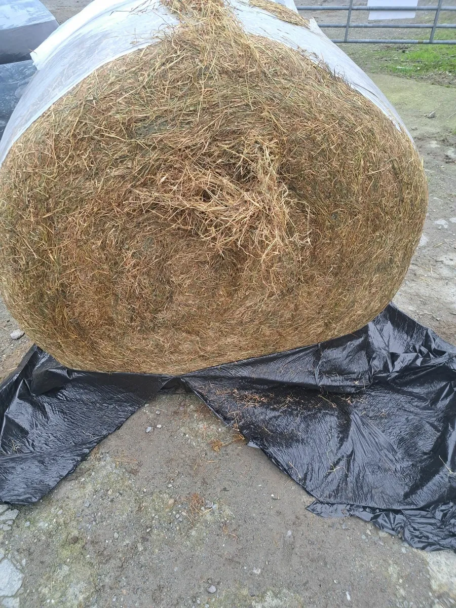 Haylage - Image 2