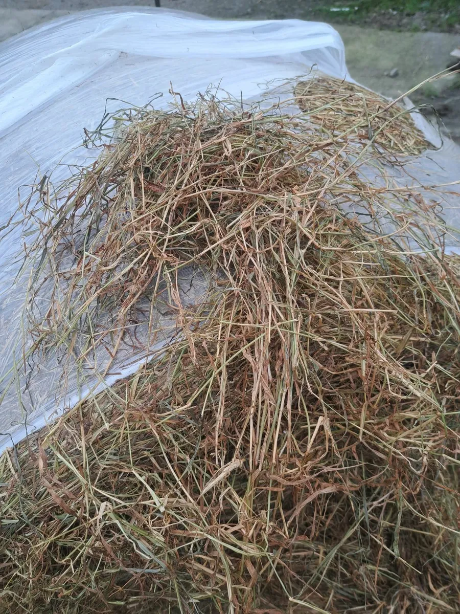 Haylage - Image 3