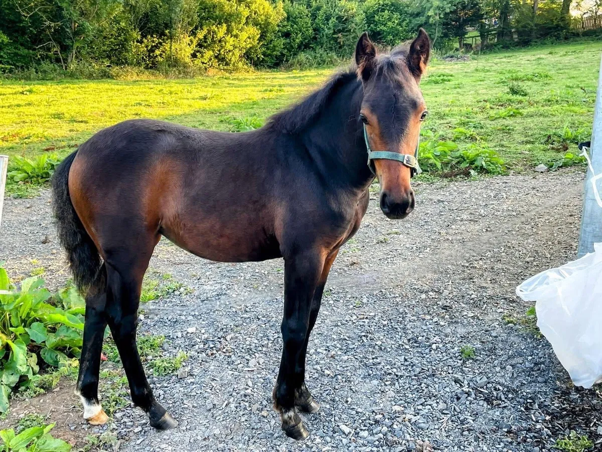 Connemara Filly Foal - Image 1