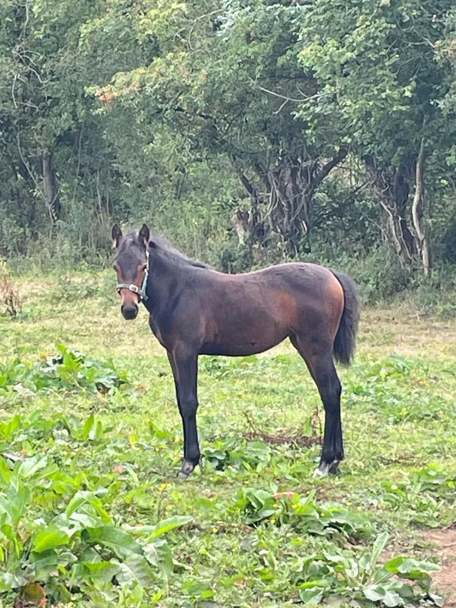 Connemara Filly Foal - Image 2