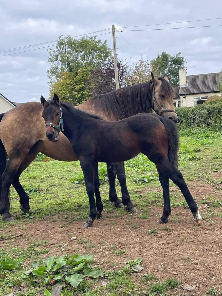 Connemara Filly Foal - Image 3