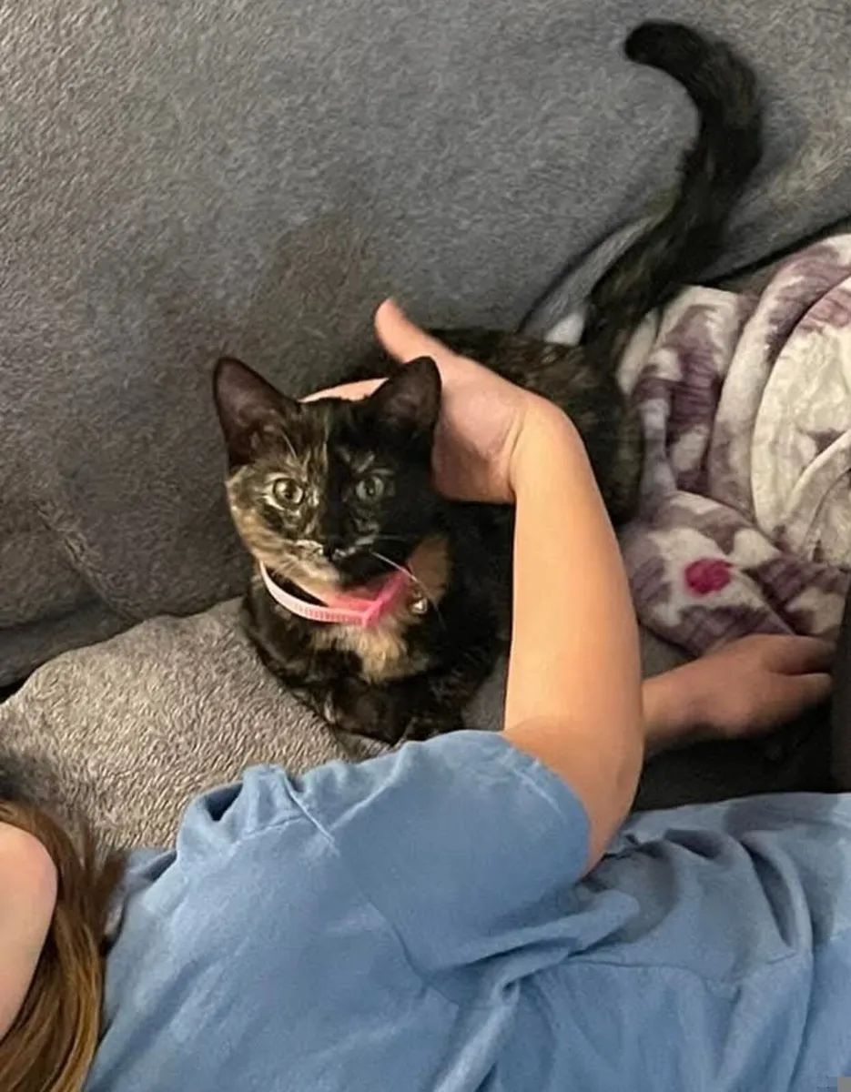 Young Cat Domestic Shorthair - Image 1