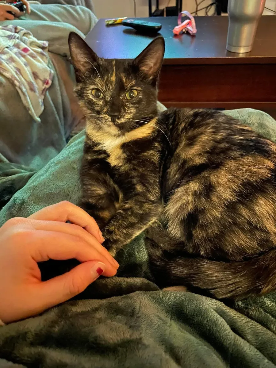 Young Cat Domestic Shorthair - Image 2