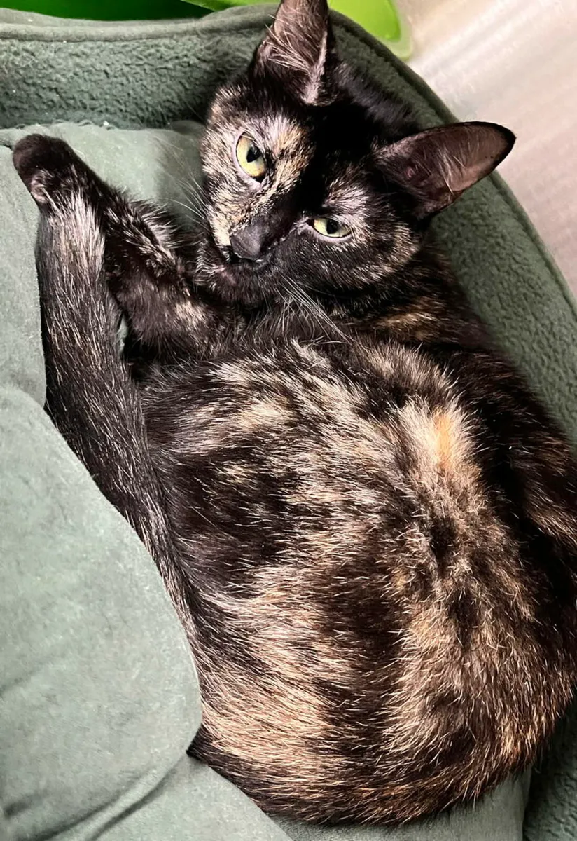 Young Cat Domestic Shorthair - Image 3