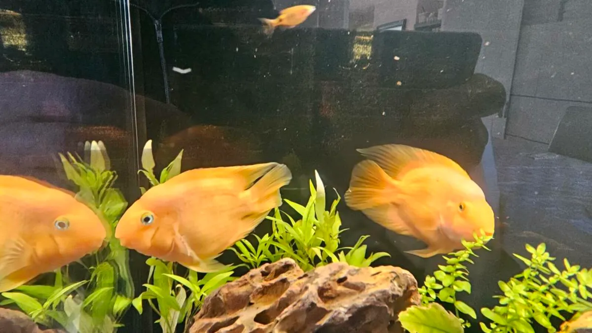 Blood-red Parrot Cichlid - Image 1