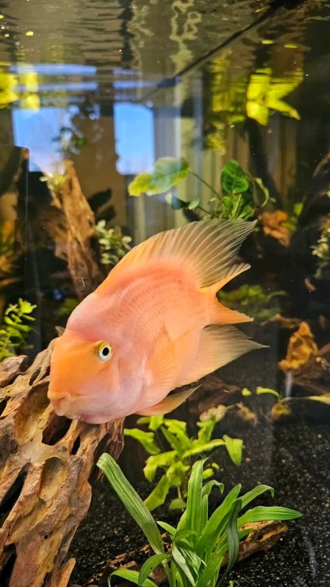 Blood-red Parrot Cichlid - Image 2