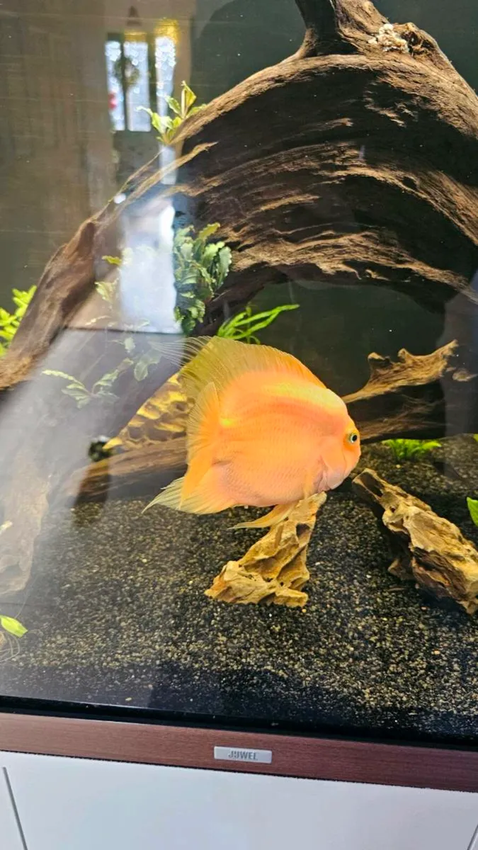 Blood-red Parrot Cichlid - Image 4