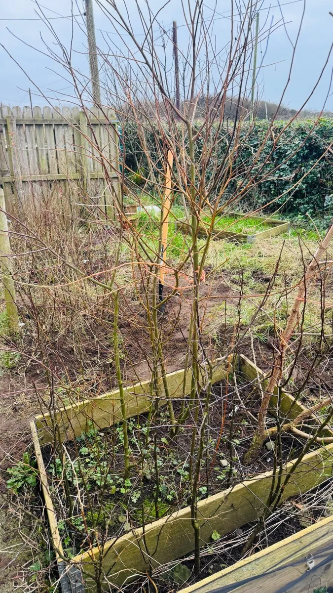 Native Trees for Sale - Image 1