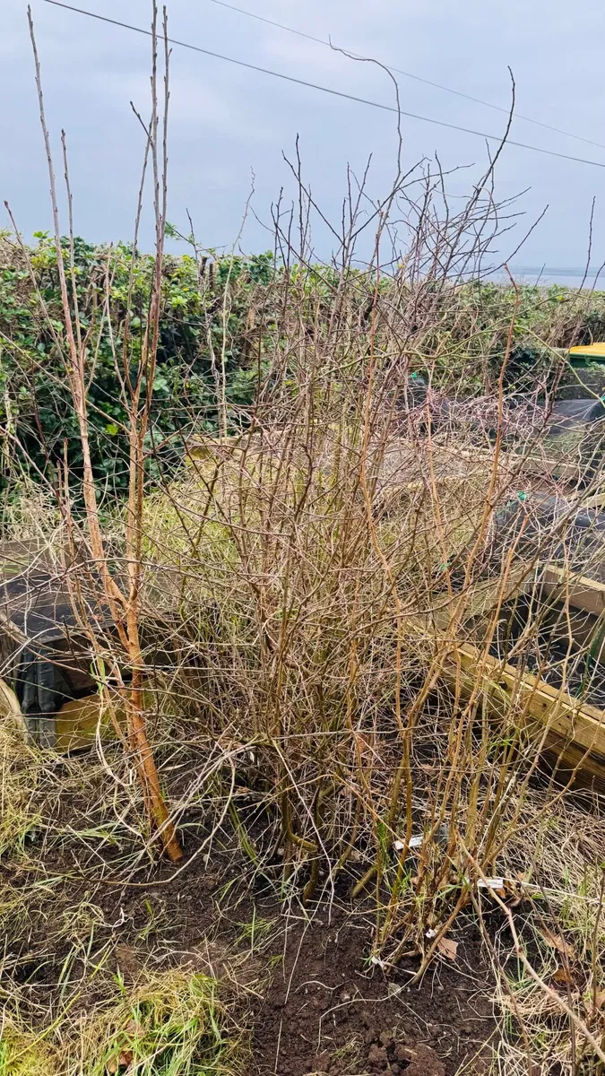 Native Trees for Sale - Image 2