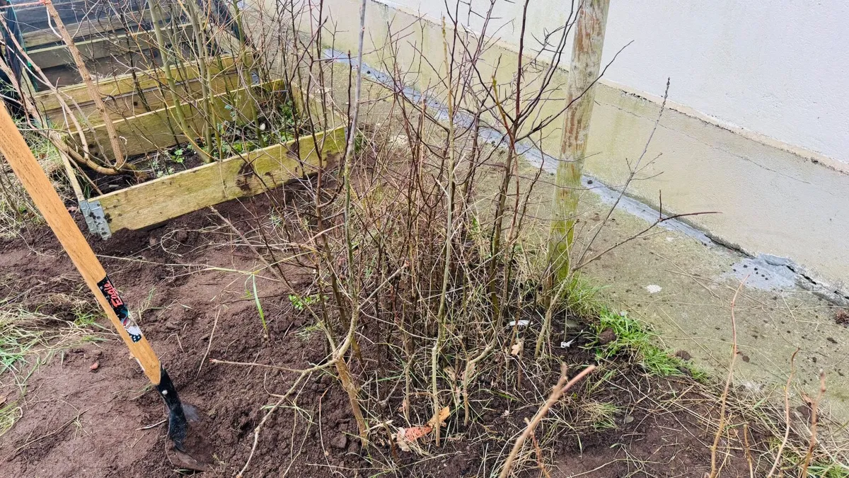 Native Trees for Sale - Image 3