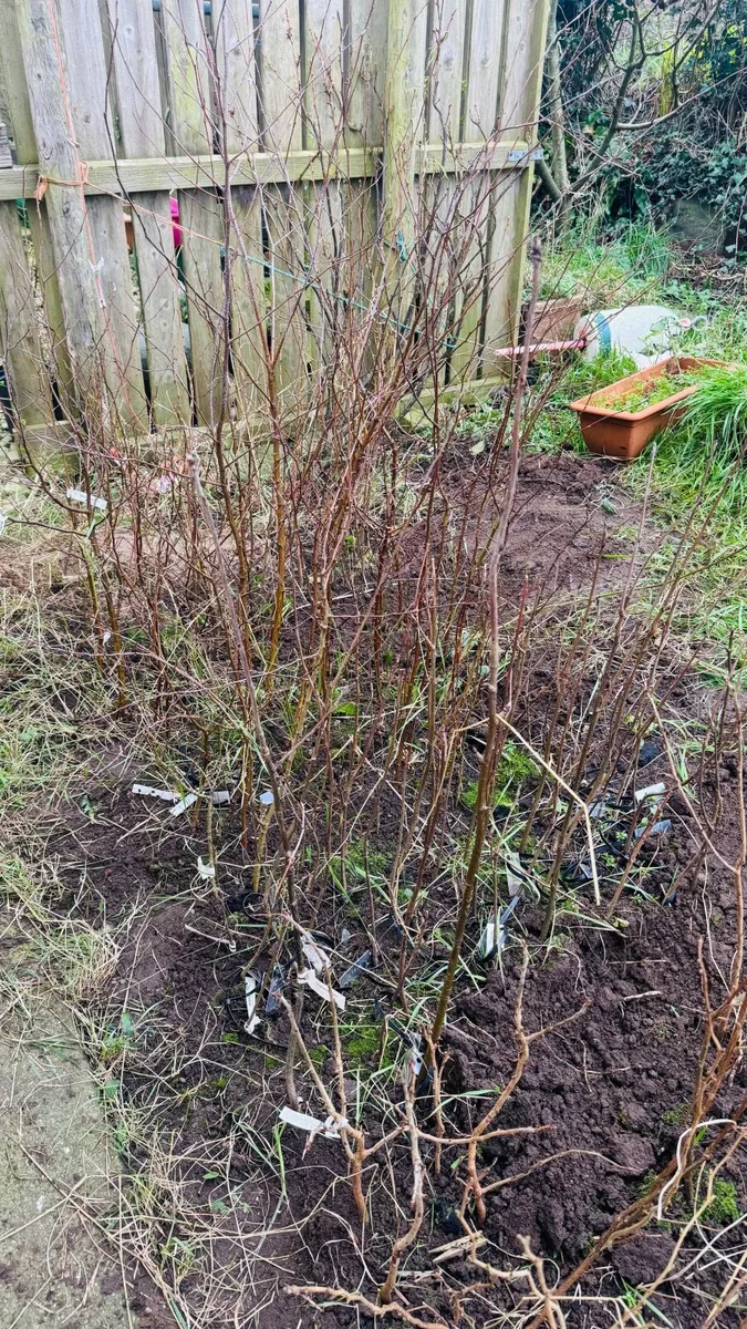 Native Trees for Sale - Image 4