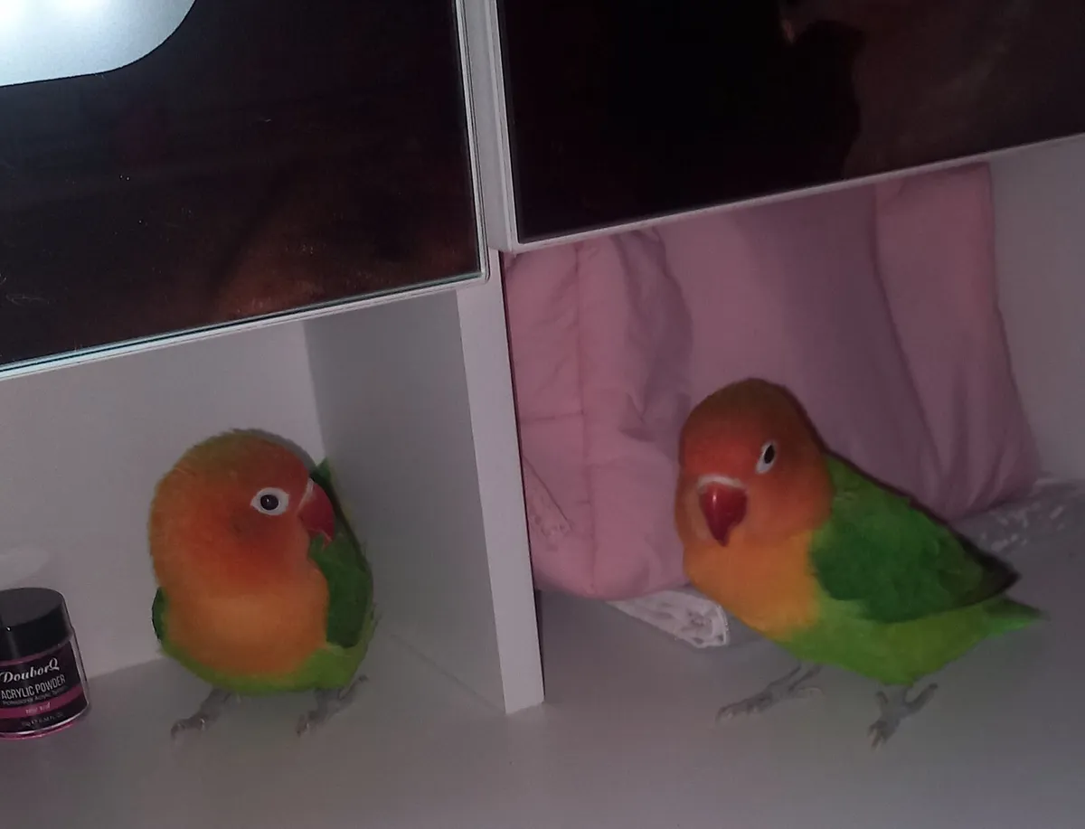 Love birds - Image 1