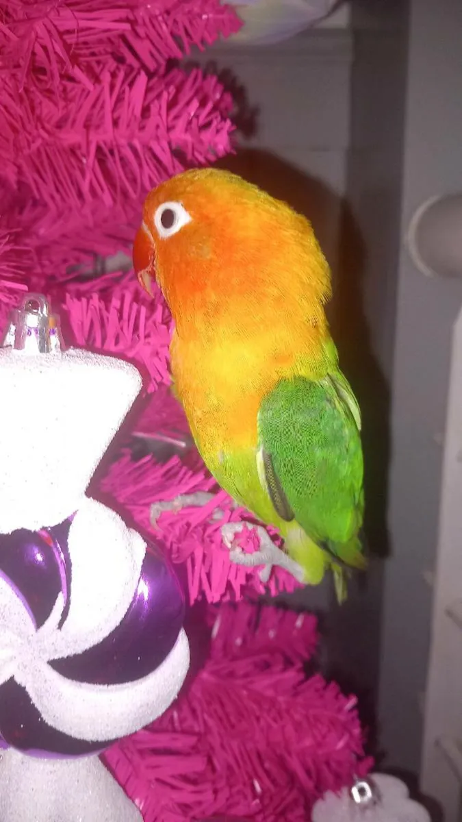 Love birds - Image 2