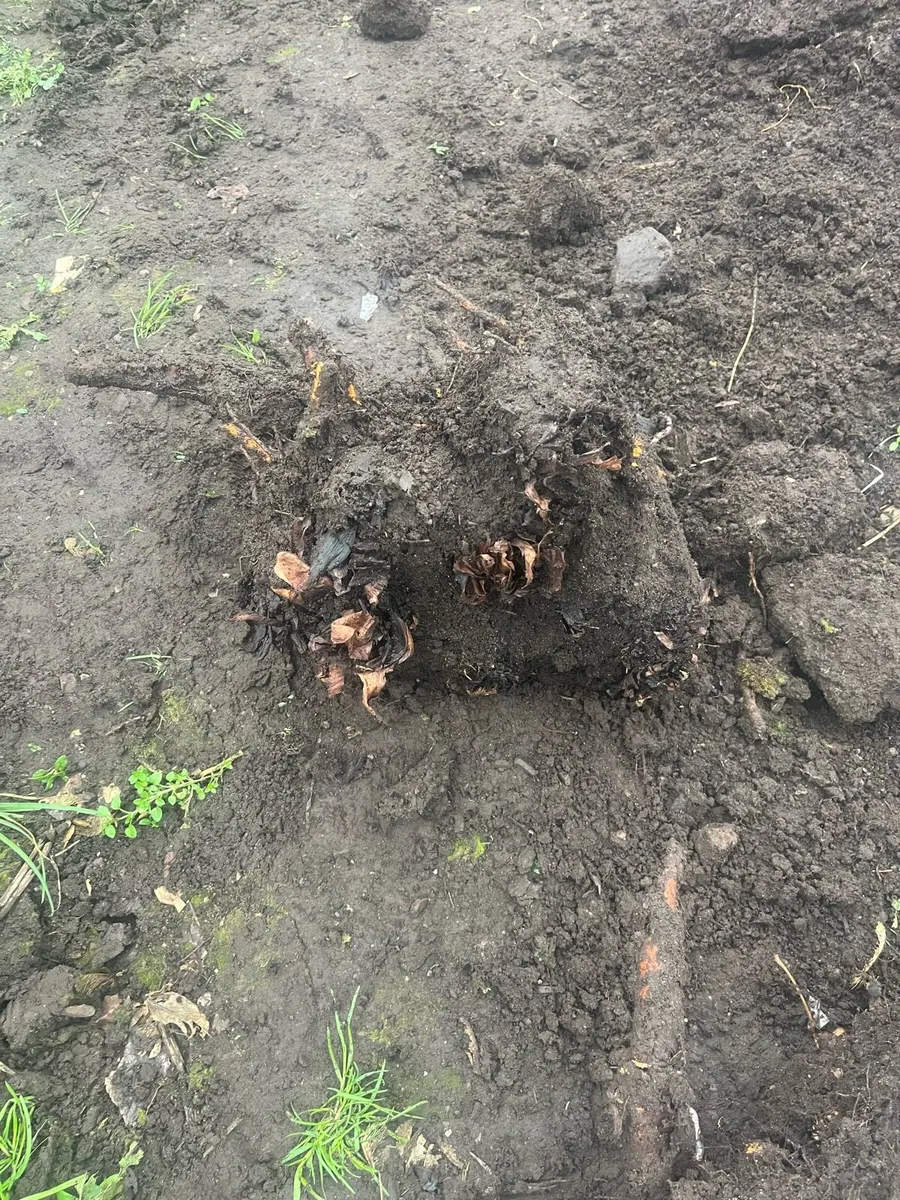 Rhubarb roots - Image 1