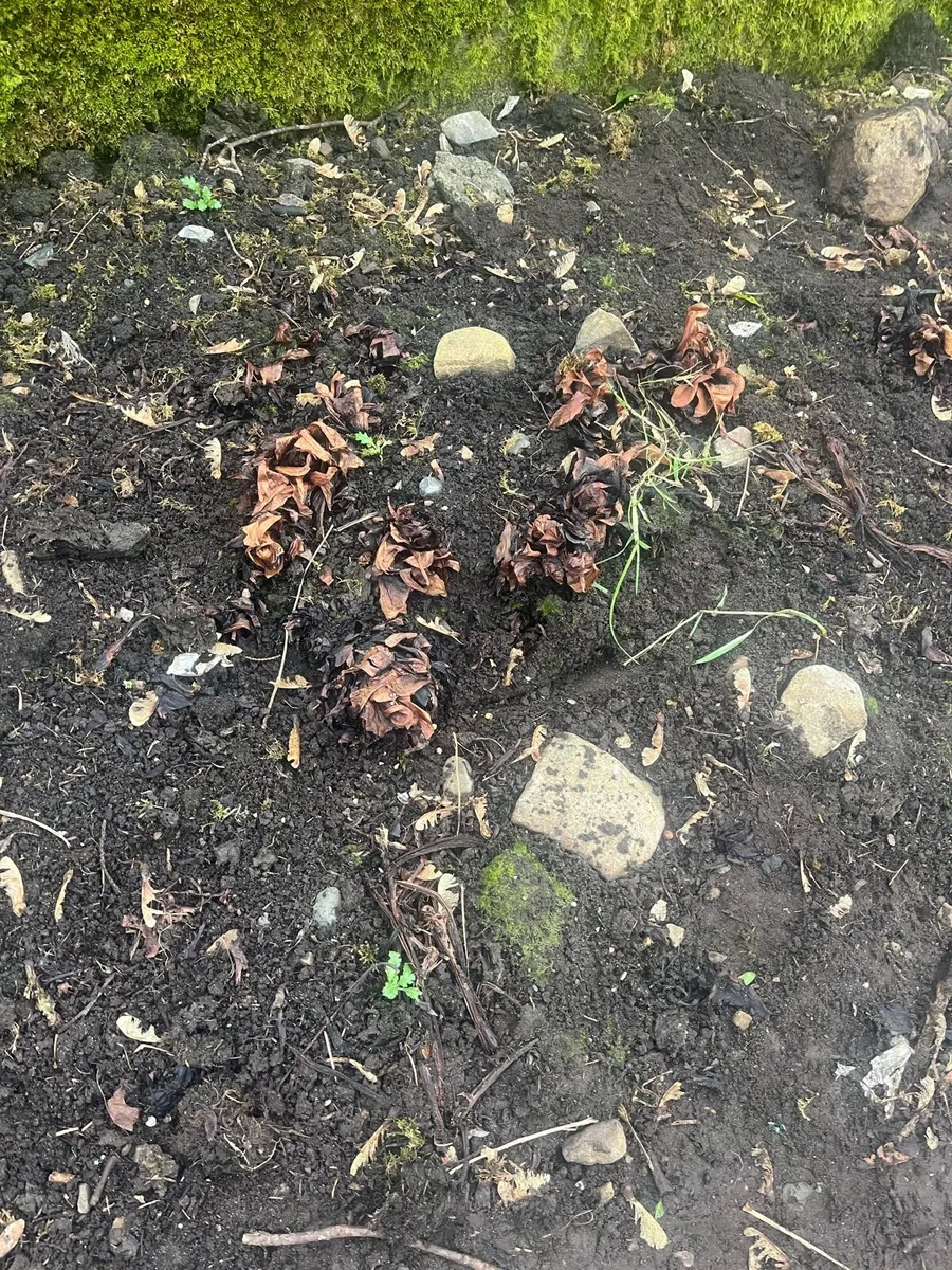 Rhubarb roots - Image 2