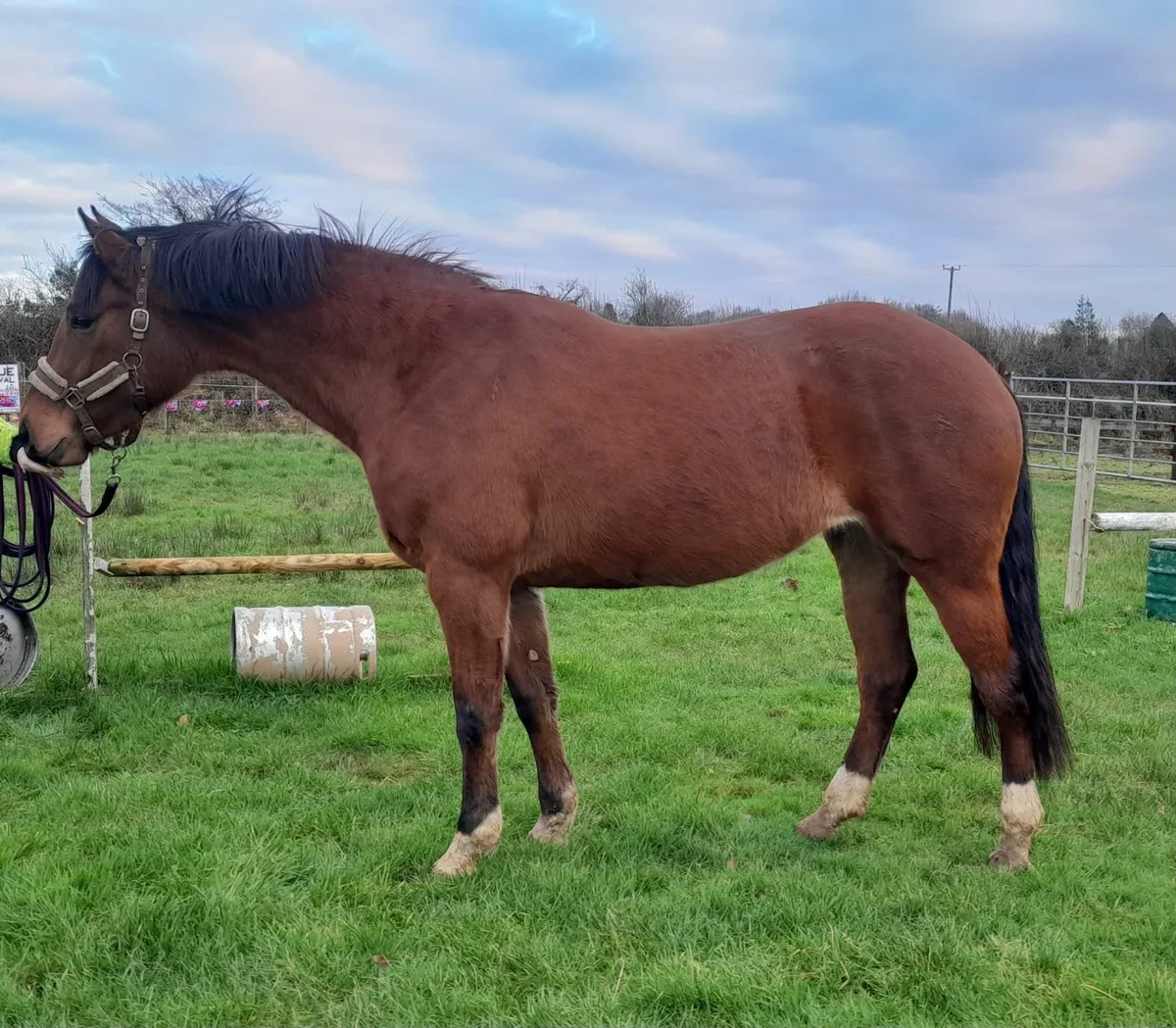 By Moylough Supremacy - Image 1